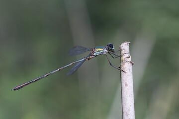 Dragonfly Emerald damselfly Lestes sponsa