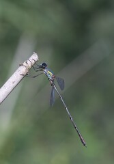 Dragonfly Emerald damselfly Lestes sponsa