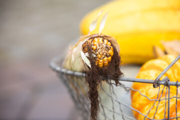 mais herbst korb kürbis deko Halloween