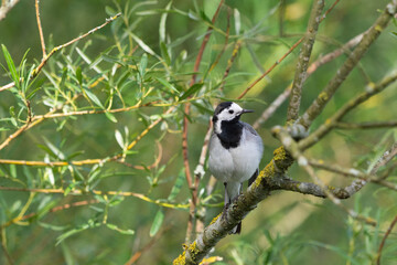 Bachstelze, Vogel auf Zweig
