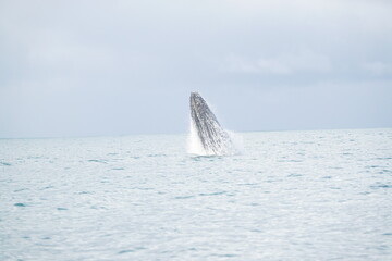 hump back whale out of water 