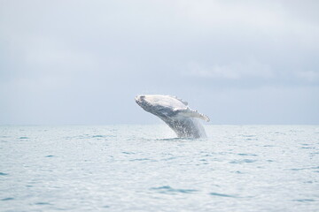 Fototapeta premium hump back whale out of water 