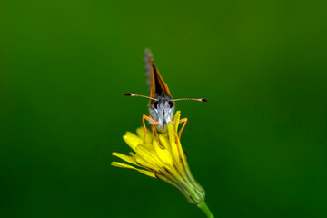 Macro Photography of Moth on Twig of Plant.