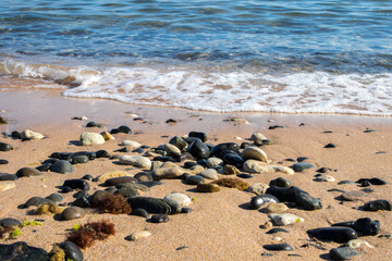 Fototapeta na wymiar Beach in the sea with a few black stones and algae. Closeup.