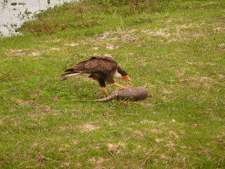 wildlife in Argentina.  
scavenger bird