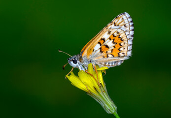 Macro Photography of Moth on Twig of Plant.