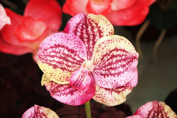 Red-pink orchids that are in full bloom in a beautiful long bouquet, suitable for use as a show decoration.