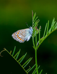 Macro Photography of Moth on Twig of Plant.