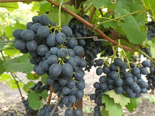 grapes on vine