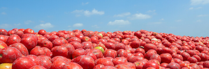 Fresh harvested tomatoes and blue sky background.ripe tomatoes