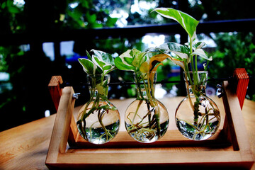 Small ornamental plants are planted in clear, round glass jars arranged in wooden blocks with roots growing in the vials.