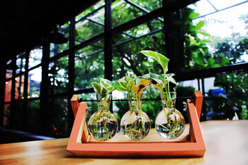 Small ornamental plants are planted in clear, round glass jars arranged in wooden blocks with roots growing in the vials.