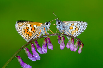 Macro Photography of Moth on Twig of Plant.