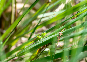 A Slender Meadow Katydid (Conocephalus fasciatus) with Very Long Antenna Perched on a Stalk of Green Vegetation