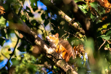 Red eurasian squirrel climbing on a tree in the sunshine searching for food like nuts and seeds in a forest attentive looking for predators and others red squirrels for mating and pairing in summer