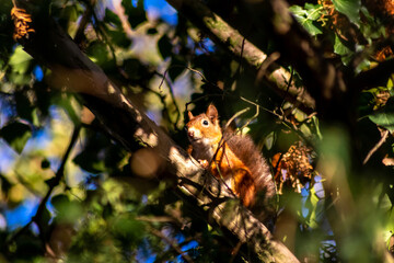 Red eurasian squirrel climbing on a tree in the sunshine searching for food like nuts and seeds in a forest attentive looking for predators and others red squirrels for mating and pairing in summer