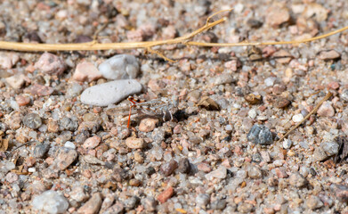 Toothed Dune Grasshopper (Trimerotropis agrestis) Perched on the Rocky Bed of the Dry Bottom of the Platte River in Eastern Colorado