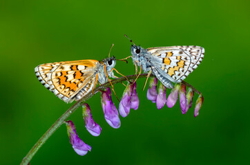 Macro Photography of Moth on Twig of Plant.