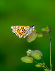 Macro Photography of Moth on Twig of Plant.