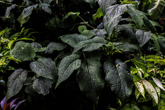 Foliage of the plant (Piper marsupiiferum)(medicine)
Class: Magnoliopsida 
Family: Piperaceae
Order: Piperales
Genus: Piper
