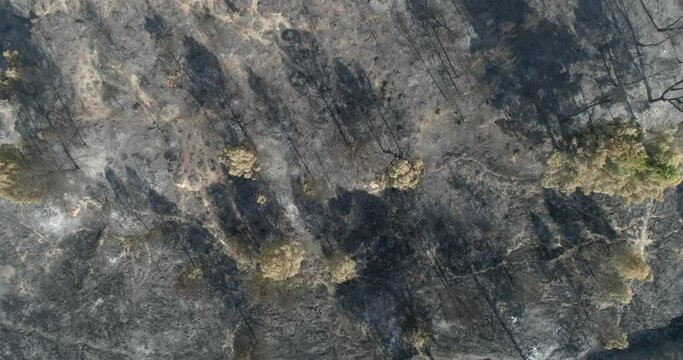 INcendio en bosque mediterr&aacute;neo
