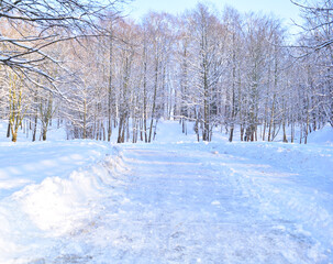 There are many trees in the snow. Winter forest