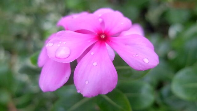 Pink periwinkle flower carries with it the connotation of grace and elegance, as well as sweetness and poetic romance.
Flower collects drops of water on its petals and creates an ambient atmosphere.