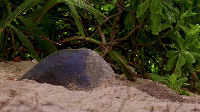 Turtle digging in the sand on and island in the Seychelles to lay her eggs. Filmed from behind with sand flying.