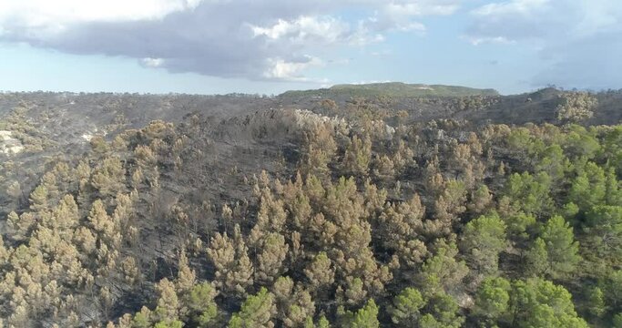 Incendio forestal Mediterr&aacute;neo