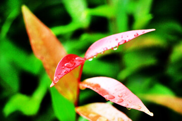 Close-up shot, focusing on the dewdrop on the red Christina leaf and in the background. Use it as a wallpaper or background image.