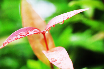 Close-up shot, focusing on the dewdrop on the red Christina leaf and in the background. Use it as a wallpaper or background image.