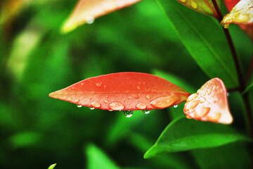 Close-up shot, focusing on the dewdrop on the red Christina leaf and in the background. Use it as a wallpaper or background image.