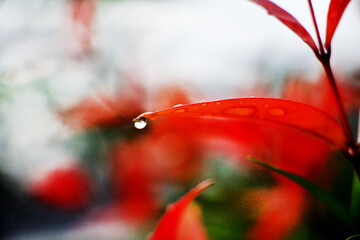 Close-up shot, focusing on the dewdrop on the red Christina leaf and in the background. Use it as a wallpaper or background image.