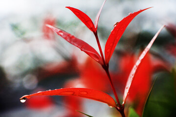 Close-up shot, focusing on the dewdrop on the red Christina leaf and in the background. Use it as a wallpaper or background image.