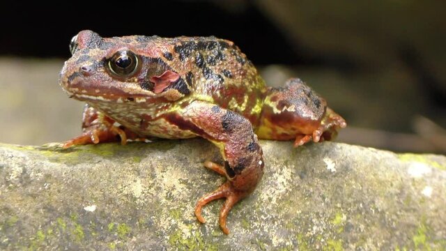 Colourful European Common frog Rana temporaria, close-up side view sitting on a rock in the middle of but a stream