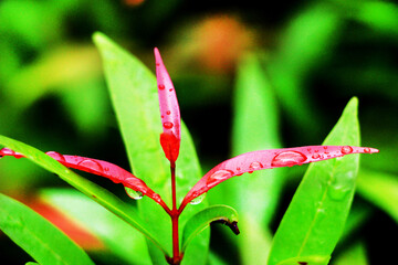 Close-up shot, focusing on the dewdrop on the red Christina leaf and in the background. Use it as a wallpaper or background image.