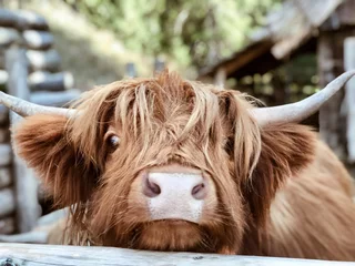 Washable wall murals Highland Cow highland cattle close up