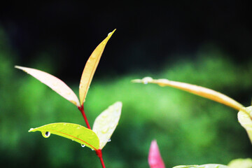 Close-up shot, focusing on the dewdrop on the red Christina leaf and in the background. Use it as a wallpaper or background image.