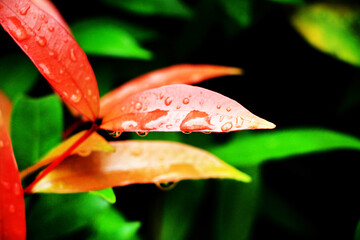 Close-up shot, focusing on the dewdrop on the red Christina leaf and in the background. Use it as a wallpaper or background image.