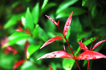 Close-up shot, focusing on the dewdrop on the red Christina leaf and in the background. Use it as a wallpaper or background image.