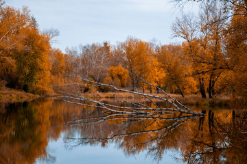 autumn trees on the river