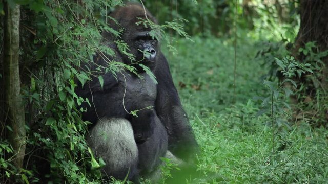 Male (silverback) western lowland gorilla sits in a jungle alone and looks at the camera