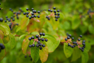 Obraz na płótnie Canvas Close up of black berry on a tree. selective focus. Germany.