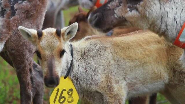 Flock Of Beautiful Nordic Reindeer In Forest During Summer. North OF Sweden.