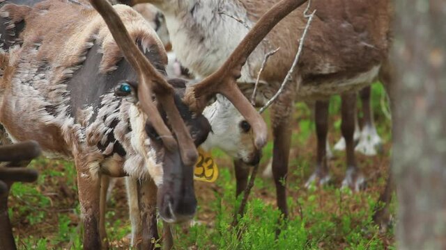 Flock Of Beautiful Nordic Reindeer In Forest During Summer. North OF Sweden.