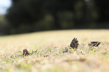 芝生のまつぼっくりとどんぐり