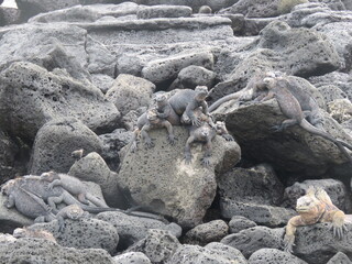 
rocks full of lizards in the Galápagos Islands