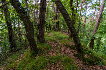 Obraz premium Wonderful autumn hike near Sipplingen and Uberlingen on Lake Constance