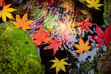 水に浮かぶカラフルなもみじの葉　クローズアップ