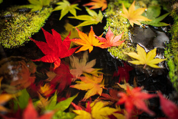 水に浮かぶカラフルなもみじの葉　クローズアップ